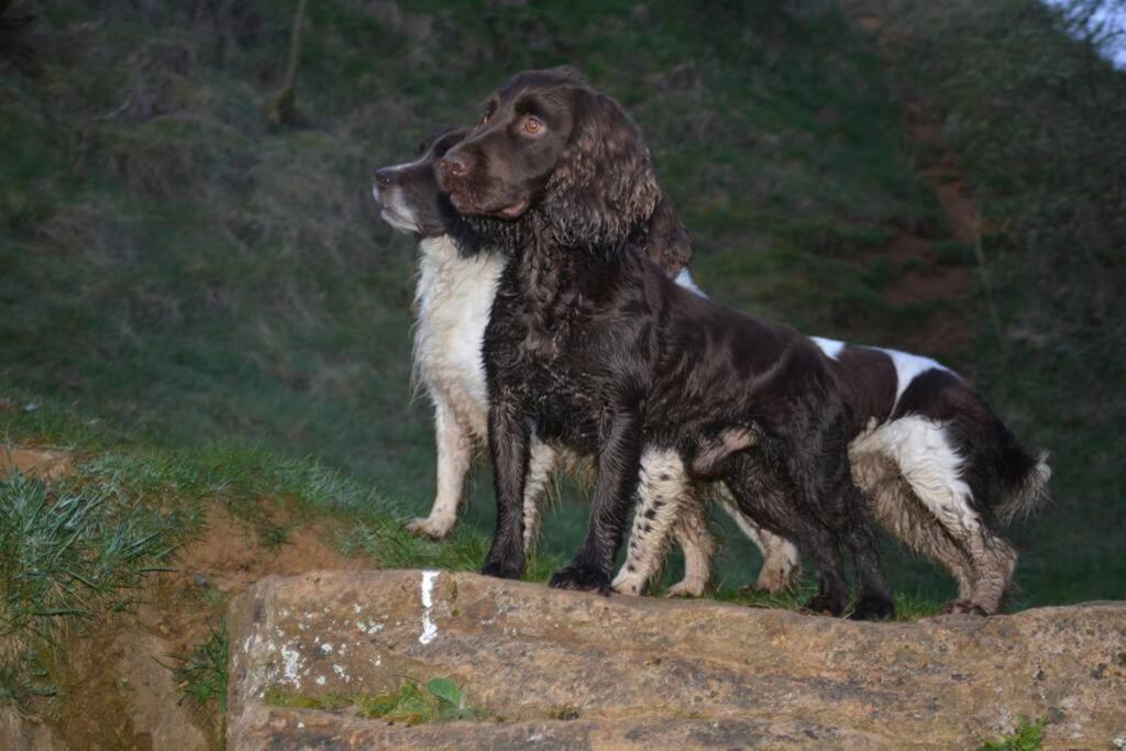 Spaniel Cottage With Views Of Ham Hill, Stoke Sub Hamdon Martock Ngoại thất bức ảnh